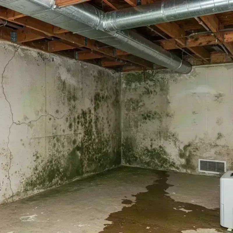 Professional Mold Removal in Dunlap, IL